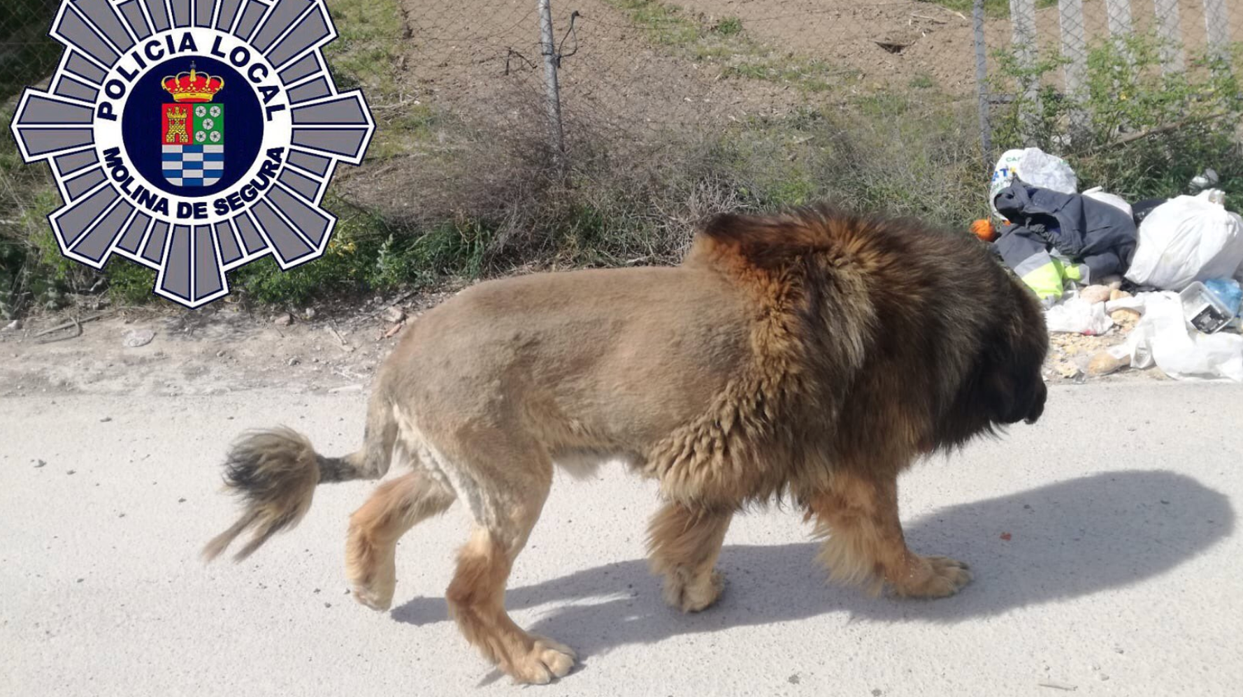 Loose Lion Reported In Spanish Town Turns Out Be A Very Big Dog Huffpost Uk News Loose Lion Reported In Spanish Town Turns Out Be A Very Big Dog Huffpost Uk News