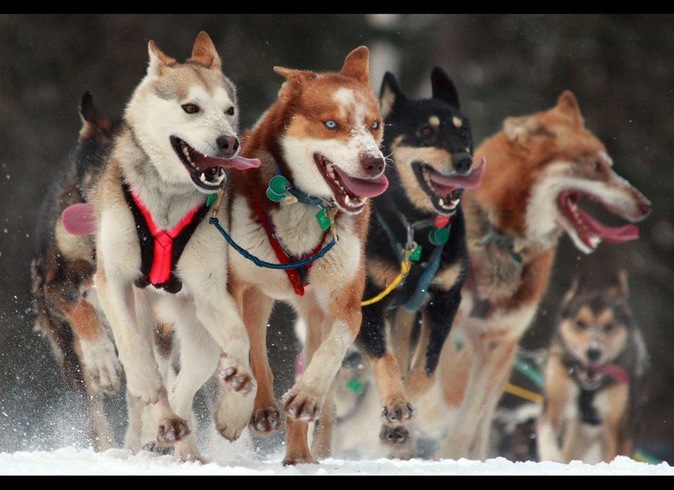 Iditarod Trail Sled Dog Race – Anchorage to Nome, Alaska