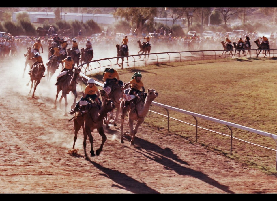 Camel Racing