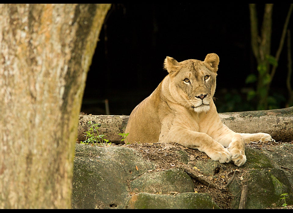 Singapore Zoo – Singapore