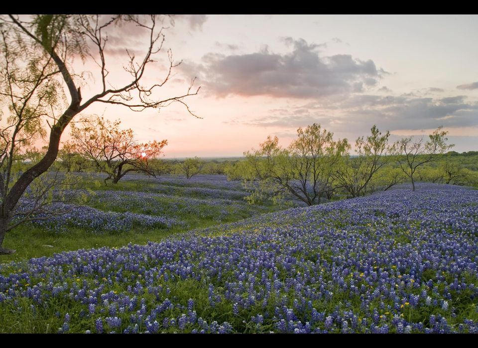 Bluebonnet fields, Texas, United States