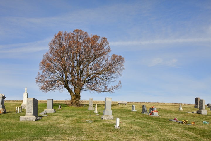 large trees in the middle of a...