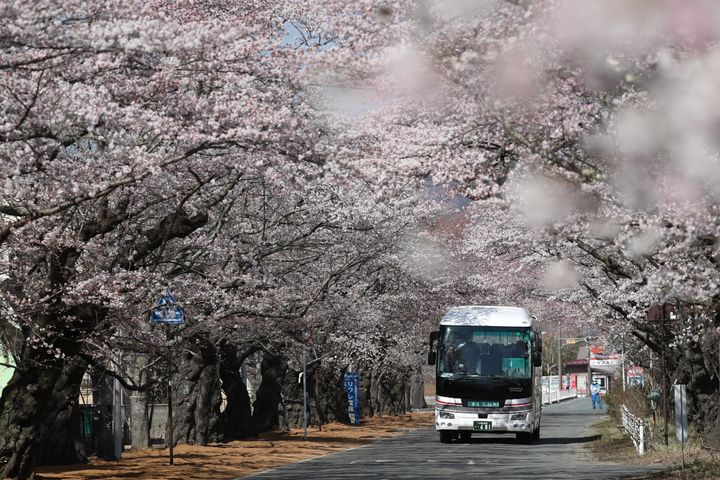 石井さんが生まれ育った富岡町。桜の名所「夜の森」で知られる。(撮影日：2019年04月06日)