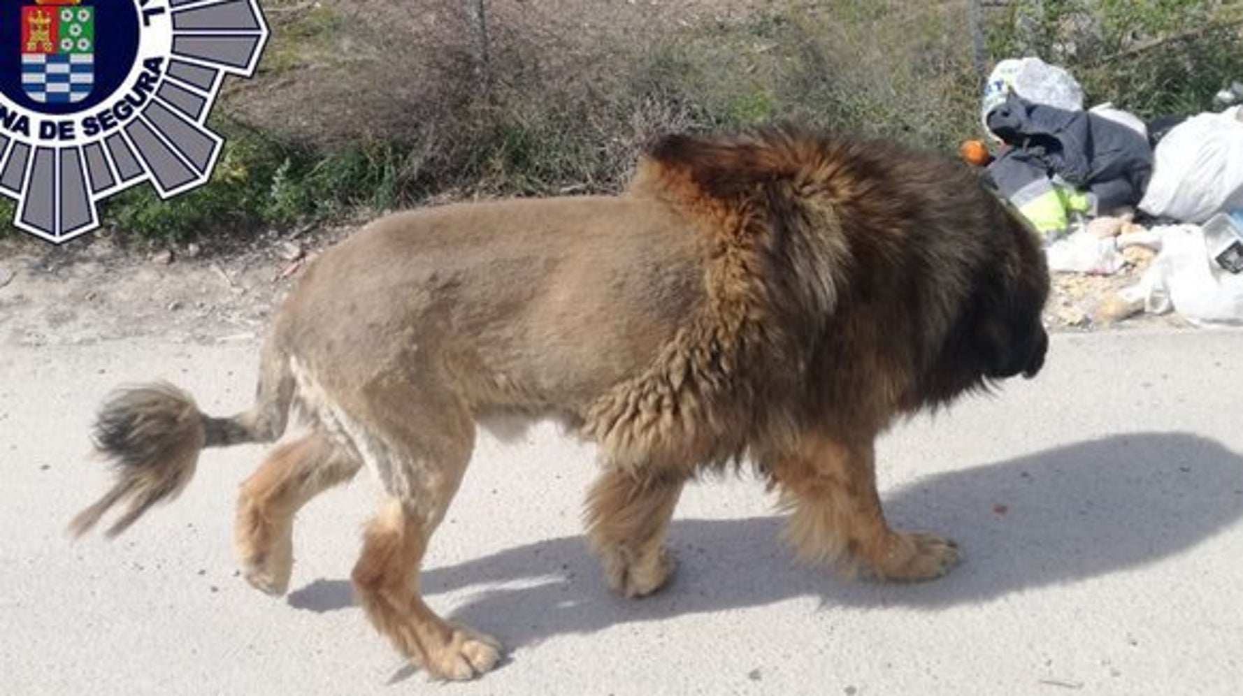 ライオンが街を徘徊している 通報を受けた警察が見つけた動物は ハフポスト World ライオンが街を徘徊している 通報を受けた警察が見つけた動物は ハフポスト World