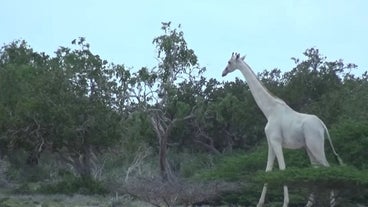 Kirin Kirin