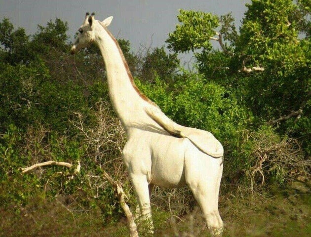기린 이미지