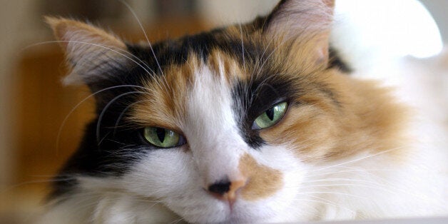 cute fluffy calico cats