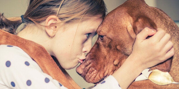 The dog breed is a Hungarian Vizsla.