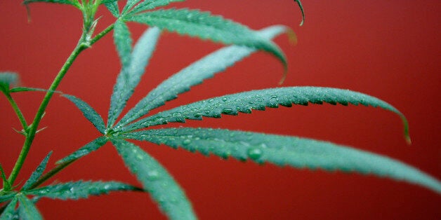 LOS ANGELES, CA - SEPTEMBER 7: Marijuana plants grow at Perennial Holistic Wellness Center, a not-for-profit medical marijua