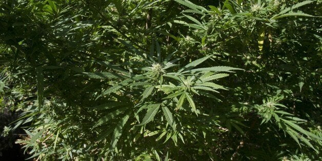 A cannabis plant is seen in a house of Montevideo on April 25, 2014. In last December, Uruguay became the first country in the world to regulate the market of sales of cannabis and its derivatives in an plan considered a bold experiment by authorities frustrated with losing resources to fighting drug trafficking. The law authorizes the production, distribution and sale of cannabis, allows individuals aged 18 and older to grow their own on a small scale, and creates consumer clubs -- all under state supervision and control. Legalization of marijuana in the small country of just 3.2 million inhabitants has also drawn the interest of pharmaceutical companies around the world, who want to buy the drug for medical uses. AFP PHOTO/Pablo PORCIUNCULA (Photo credit should read PABLO PORCIUNCULA/AFP/Getty Images)