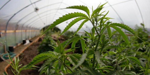 In this photo taken May 13, 2009 marijuana grown for medical purposes is shown inside a greenhouse at a farm in Potter Valley, Calif. In the mountain forests along California's North Coast, refugees from San Francisco's Summer of Love have spent four decades hiding from the law as they tended some of the world's most fabled marijuana gardens. After all those years, several statewide efforts to legalize marijuana could finally let those growers come out into the light. But at a community meeting in the heart of Northern California pot country on Tuesday, many growers said they were more worried about the cost of legalization to their bottom lines than about any federal raid. (AP Photo/Eric Risberg)