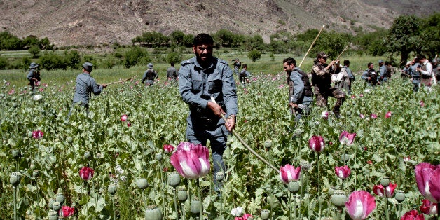 Afghan policemen destroy an opium poppy field in Noorgal, Kunar province, east of Kabul, Afghanistan, Saturday, April 13, 2013. Opium poppy cultivation has been increasing for a third year in a row and is heading for a record high, the U.N. said in a report released Monday. Poppy cultivation is also dramatically increasing in areas of the southern Taliban heartland, the report showed, especially in regions where thousands of U.S.-led coalition troops have been withdrawn or are in the process of departing. The report indicates that whatever international efforts have been made to wean local farmers off the crop have failed. (AP Photo/Rahmat Gul)