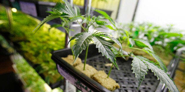 This image provided by the Bay Area News Group shows cloned marijuana plants that are for sale at Harborside Health Center on Thursday, July 12, 2012 in Oakland, Calif. (AP Photo/Aric Crabb, Bay Area News Group)