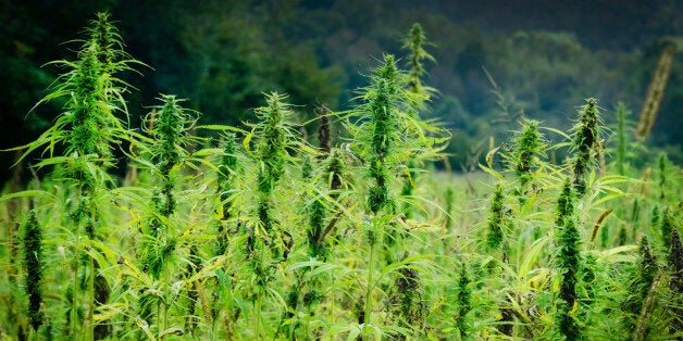 Agricultural field of industrial hemp; close up.