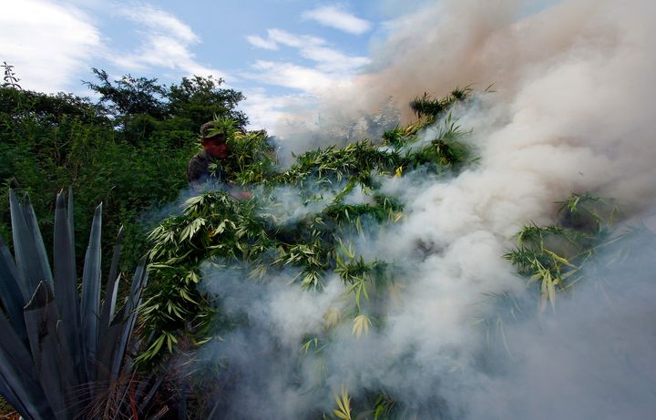 Mexican soldiers burn marijuana plants found amid a field of blue agave - the plant used for the production of tequila - in El Llano, Hostotipaquillo, Jalisco State, Mexico on September 27, 2012. Members of the Mexican military conducted an operation in the area where so far they have destroyed 40 hectares of marijuana plantations and burned more than 50 tons of plants. AFP PHOTO / Hector Guerrero (Photo credit should read HECTOR GUERRERO/AFP/GettyImages)