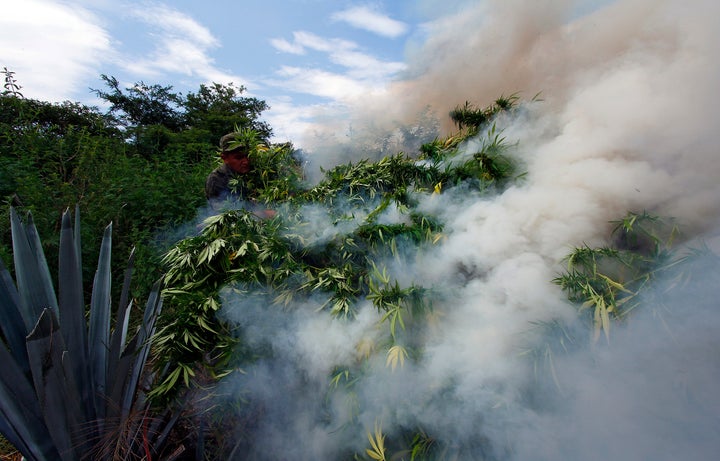 Mexican soldiers burn marijuana plants found amid a field of blue agave - the plant used for the production of tequila - in El Llano, Hostotipaquillo, Jalisco State, Mexico on September 27, 2012. Members of the Mexican military conducted an operation in the area where so far they have destroyed 40 hectares of marijuana plantations and burned more than 50 tons of plants. AFP PHOTO / Hector Guerrero (Photo credit should read HECTOR GUERRERO/AFP/GettyImages)