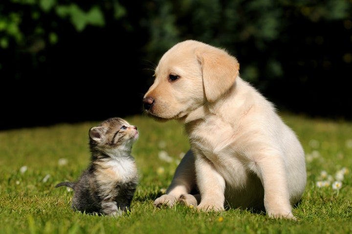 cat and dog