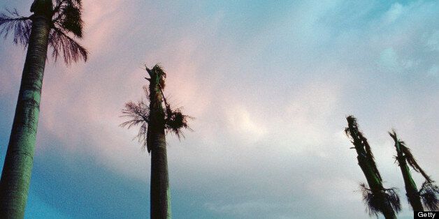 Damaged palm trees from Hurricane Andrew near Morgan City, Louisiana.