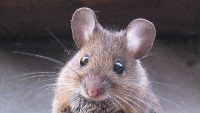 Top 10 Reasons Not to Be Scared of Mice - PetHelpful