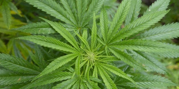 View of a marijuana plant, part of the weed plantation with 18,000 plants who has been found in a forest, near the German border, in Reuver, The Netherlands, on August 26, 2014. The street value of 18,000 plants fluctuates around 20 million euros. AFP PHOTO / ANP / MARCEL VAN HOORN ***netherlands out*** (Photo credit should read MARCEL VAN HOORN/AFP/Getty Images)