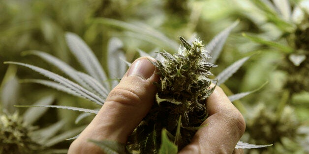 FILE - In this Dec. 18, 2013 file photo, Juan Palese, a marijuana grower, shows his crop outside of Montevideo, Uruguay. People in Uruguay who want to grow their own marijuana at home were able to register to do so Wednesday Aug. 27, 2014, as the government launched the latest phase in its first-of-its-kind legalization program. (AP Photo/Matilde Campodonico, File)