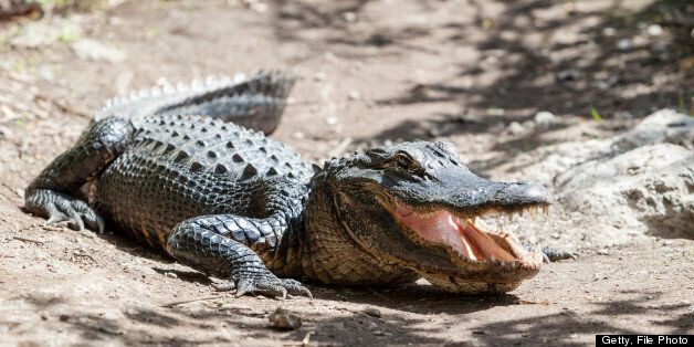 Alligator in the Everglades National Park, USA, Florida