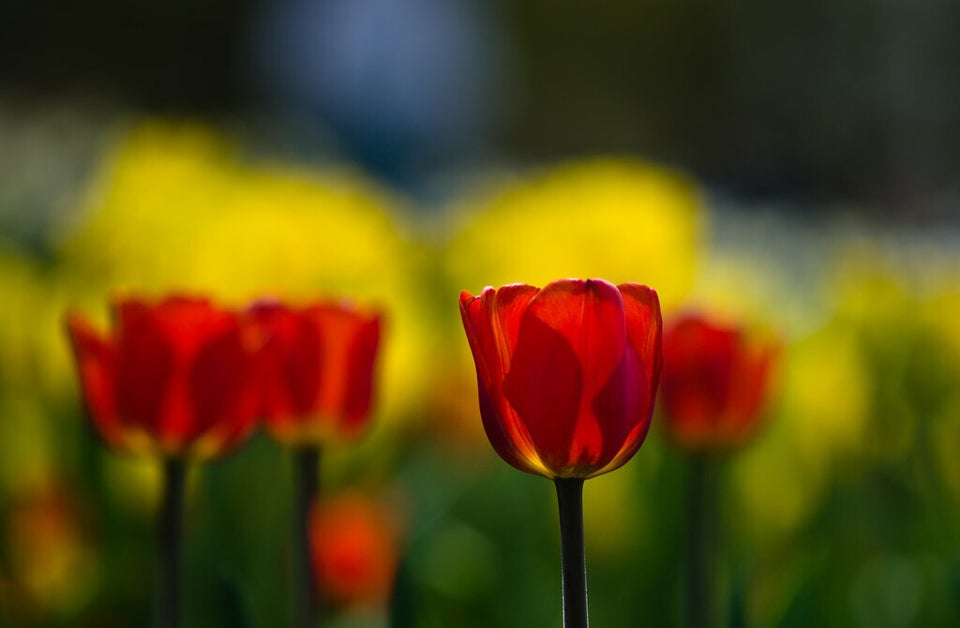 Tulip Time