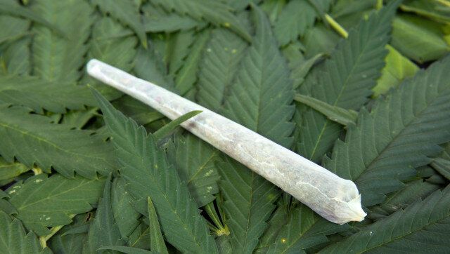 rolled marijuana lying on leaves