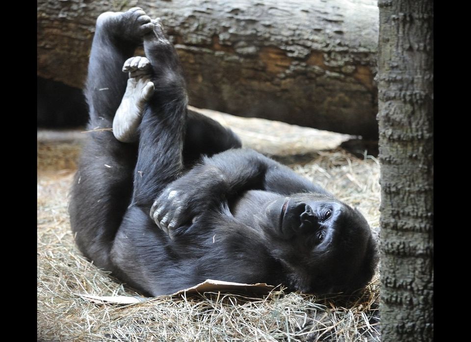 Gorillas of Cameroon, Zoo Atlanta, Atlanta, Georgia