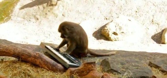 Monkey listening to music video but different song