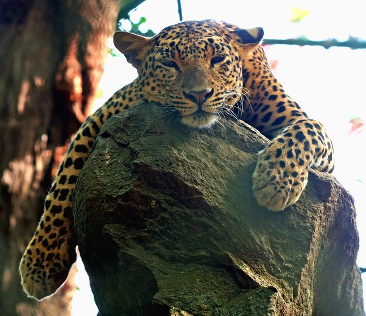 Description A leopard in the Bannerghatta National Park in Bangalore, India | Source | Date 2010-05-08 | Author | Permission | other_ ...
