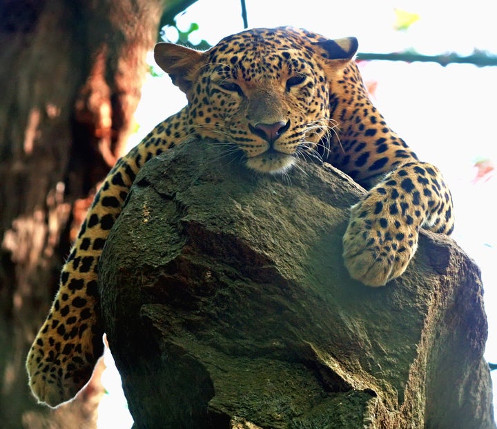 Description A leopard in the Bannerghatta National Park in Bangalore, India | Source | Date 2010-05-08 | Author | Permission | other_ ... 