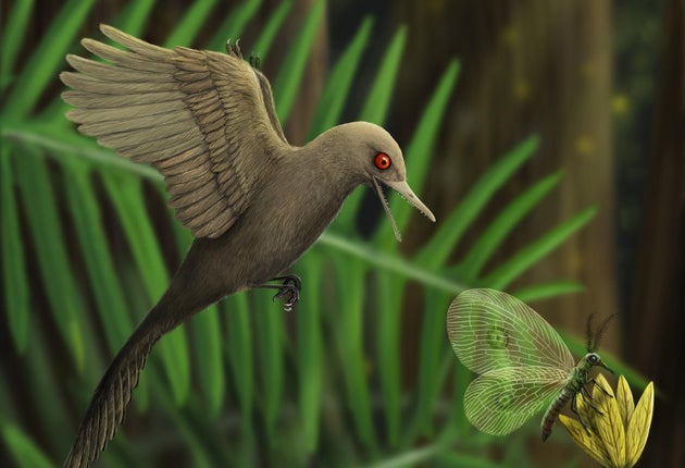 最小の恐竜 を発見 想像図はどう見ても鳥 なぜ ハフポスト 最小の恐竜 を発見 想像図はどう見ても鳥 なぜ ハフポスト