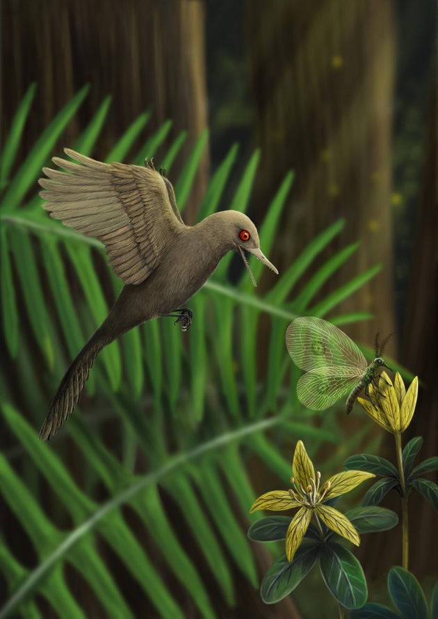 「最も小さい恐竜」とされるオクルデントアビスの想像図 (Photo by Zhixin Han / China University of Geosciences /