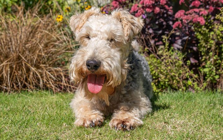 Archie, a five-year-old Lakeland Terrier who has more than 8,000 Twitter followers