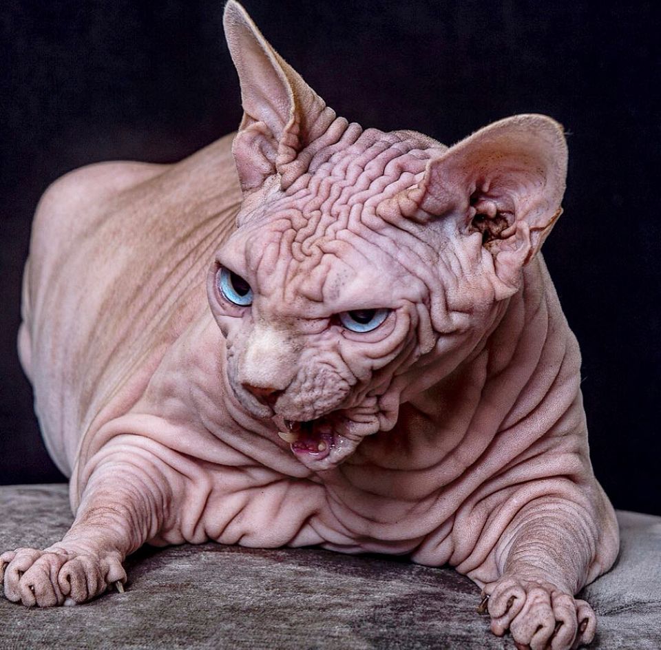 Xherdan The Sphynx Cat Becomes Internet's New Spirit Animal | HuffPost UK