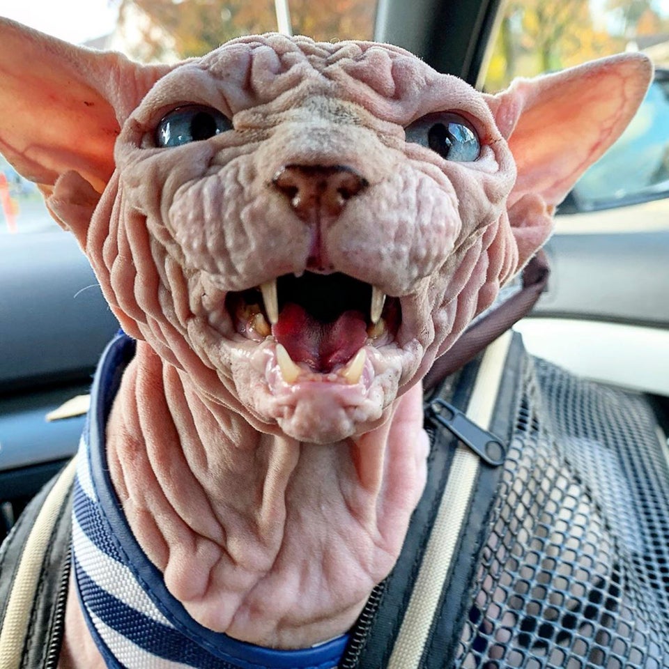 Xherdan The Sphynx Cat Becomes Internet's New Spirit Animal | HuffPost UK