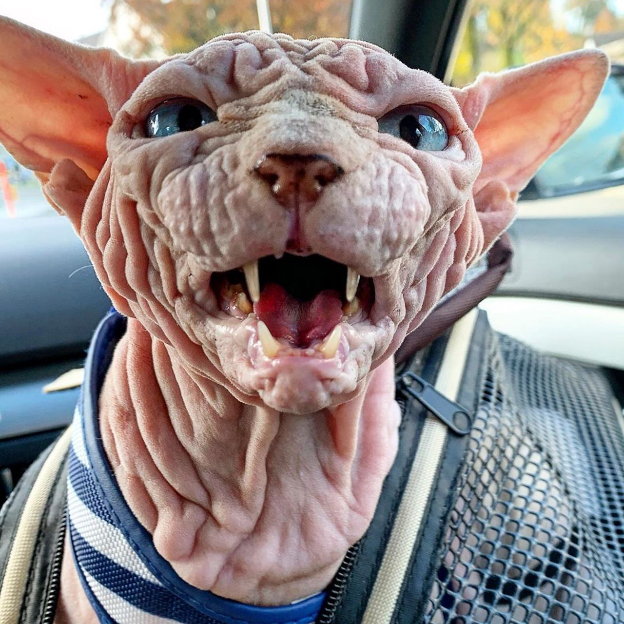 A sphynx cat covered in wrinkles has stolen the hearts of many on the internet thanks to his unique appearance.