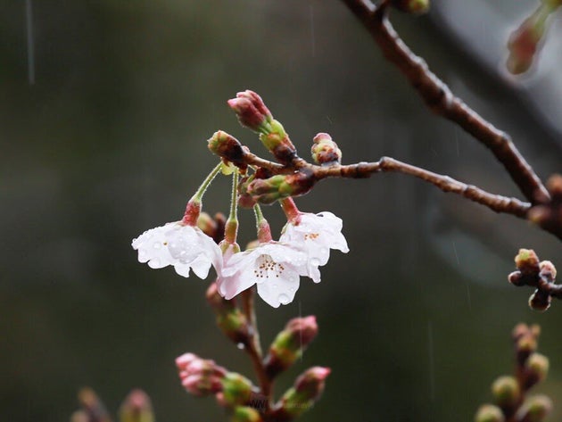 東京で桜が開花 観測史上最も早い ハフポスト
