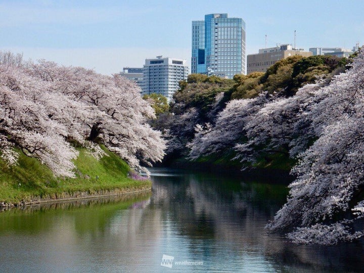 昨年の東京・千鳥ヶ淵の様子