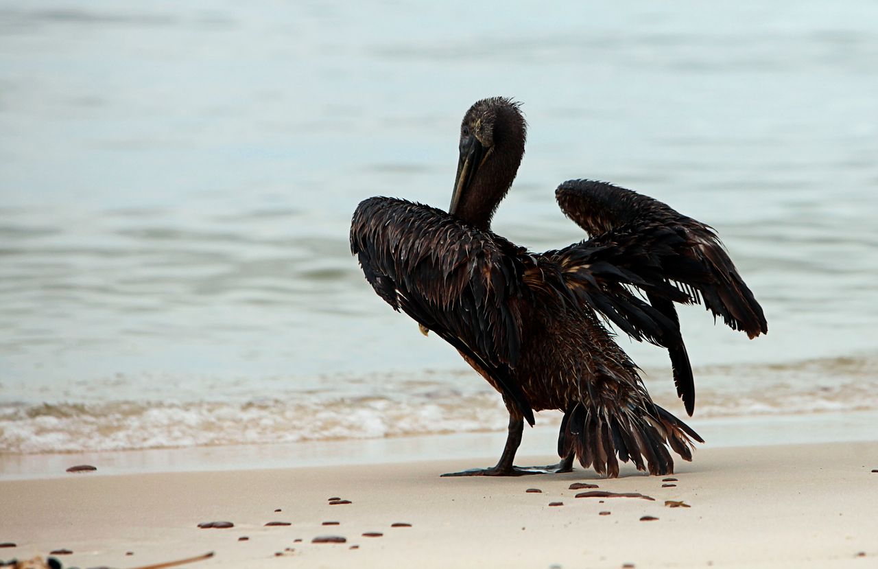 A pelican coated in oil stands on the beach in Ship Island, Mississippi, in July 2010, weeks after the Deepwater Horizon oil spill started.