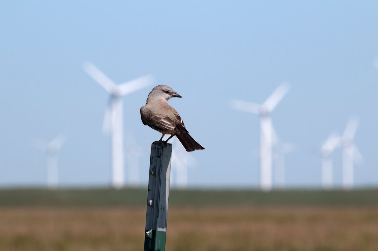 A western kingbird, one of more than 1,000 species of birds protected by the Migratory Bird Treaty Act, perches on a fence post near a wind farm in northern Colorado.
