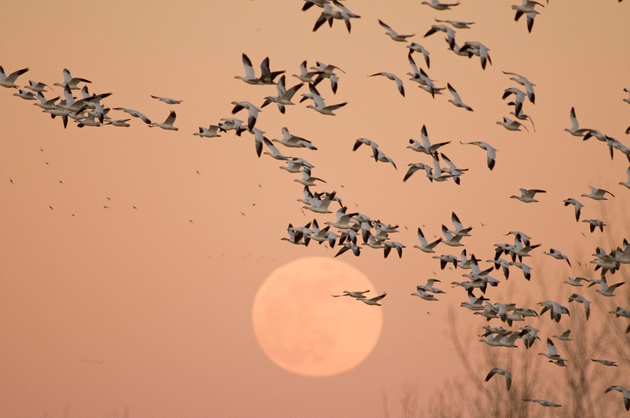 Snow geese wintering in Bosque del Apache National Wildlife Refuge in Rio Grande, New Mexico.