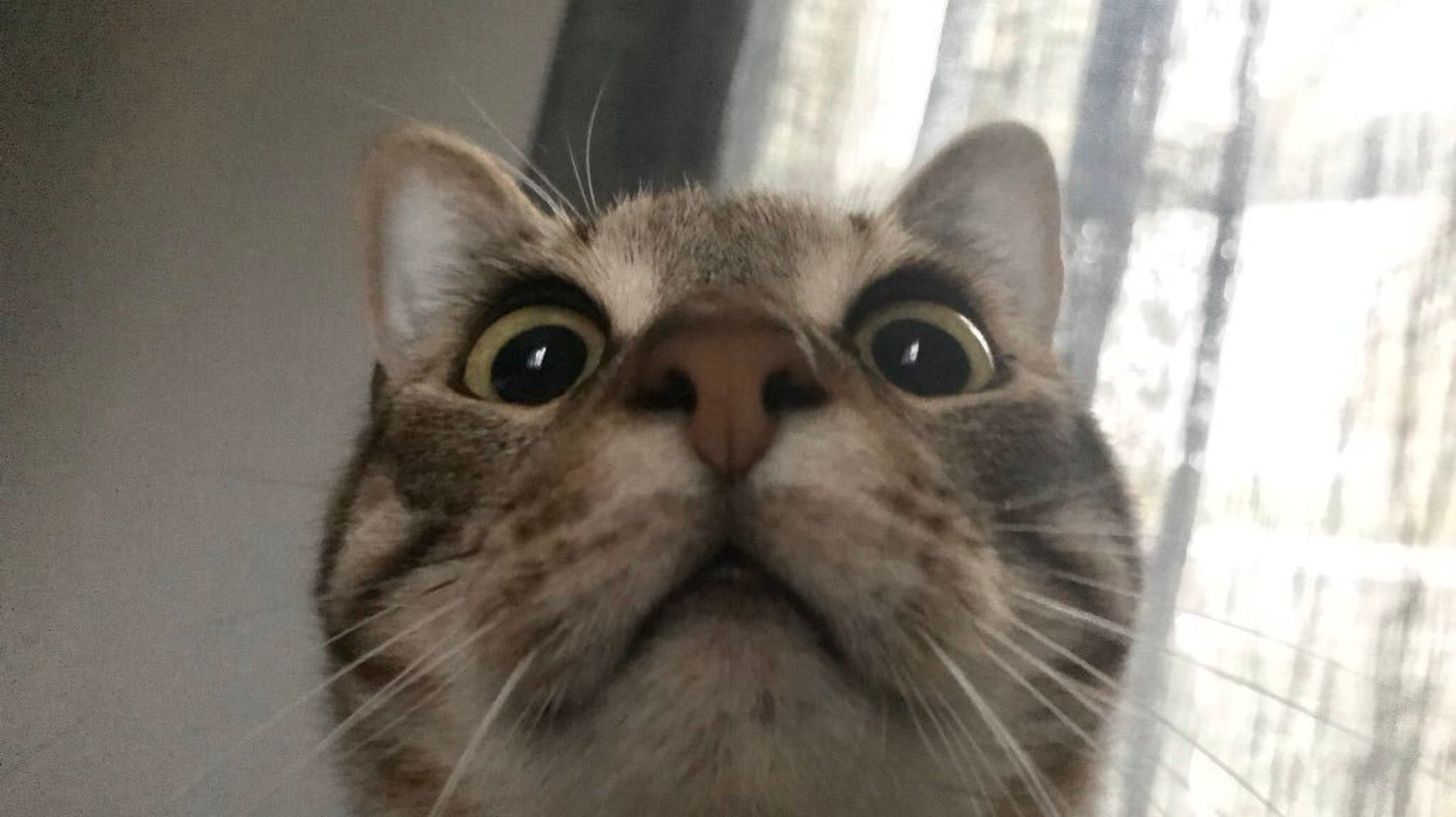 猫たちも一緒に自主隔離 外出できない飼い主たちが 笑える猫画像をシェア ハフポスト Life 猫たちも一緒に自主隔離 外出できない飼い主たちが 笑える猫画像をシェア ハフポスト Life