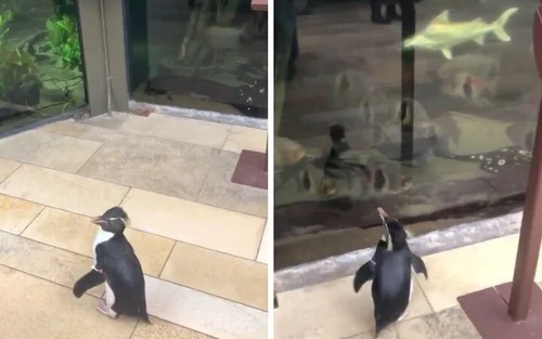 新型コロナの影響で休館中の水族館 開放されたペンギンが探索する姿が