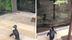 新型コロナの影響で休館中の水族館　開放されたペンギンが探索する姿が可愛すぎる