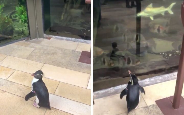 ペンギンの「ウェリントン」が館内を探索する様子