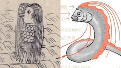 アマビエの正体はリュウグウノツカイ？