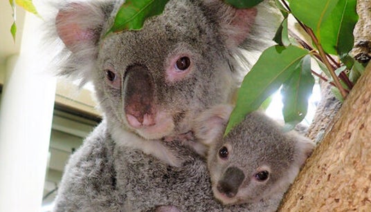ママを亡くした赤ちゃんコアラを救ったのは...