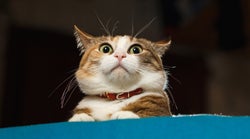 These Cat TikToks Are Just What We Need Right Meow During Social